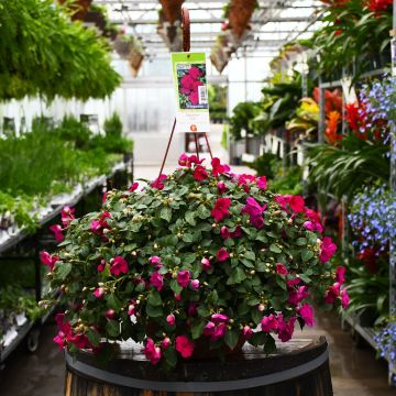 Impatiens, Xtreme 'Violet' Hanging Basekt 12"