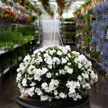 Impatiens, Xtreme 'White' Hanging Basekt 12"