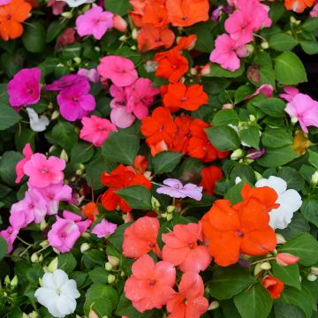 Impatiens, Custom Mix