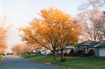 Gleditsia, Thornless Honeylocust 'Imperial®' (Large)