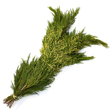 Boughs, Cedar 'Incense Cedar'