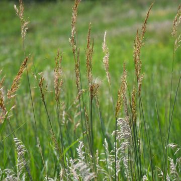 Sorghastrum, Indiangrass 'Minnesota Native'