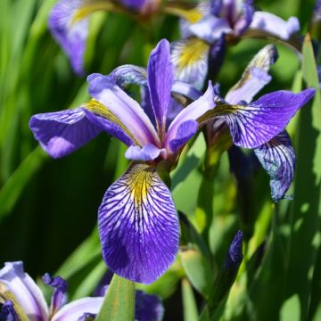 Iris, Blue Flag Iris 'Minnesota Native'