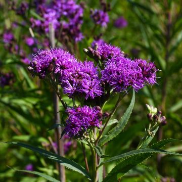 Vernonia, Ironweed 'Minnesota Native'