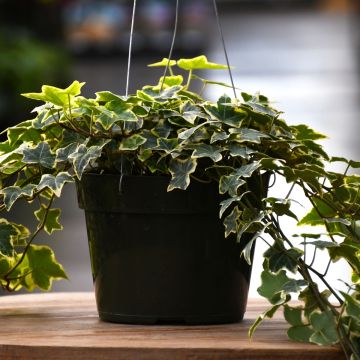 Ivy Plant, Hanging Basket