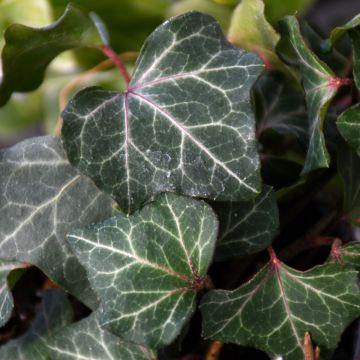 Hedera Helix, English Ivy 'Gerten Grown'