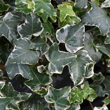 Hedera Helix 'Glacier Ivy'