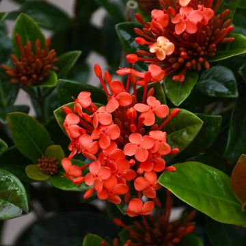 Ixora Maui, Braided Trunk