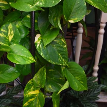 Epipremnum Aureum, Pothos 'Golden'