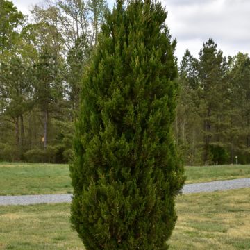 Juniperus, Chinese Juniper 'Spartan' (Large Sizes)