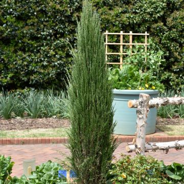 Juniperus, Rocky Mountain Juniper 'Blue Arrow' (Large Sizes)