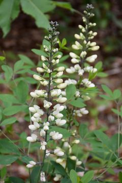 Baptisia, White False Indigo 'Minnesota Native'