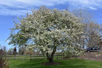 Malus, Flowering Crabapple 'Snowdrift' (Large)