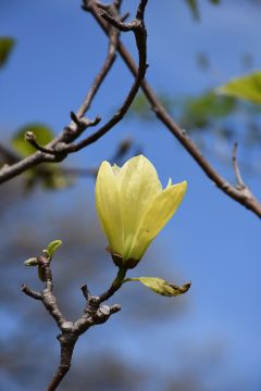 Magnolia, Hybrid 'Butterflies' (Large)