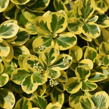 Euonymus, Wintercreeper 'Gold Splash®'