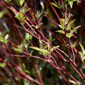 Cornus, Red Twig Dogwood 'Baileyi'