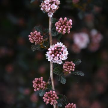 Physocarpus, Ninebark 'First Editions® Little Devil™'