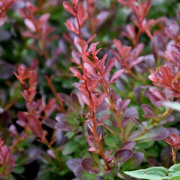 Berberis, Japanese Barberry 'Cabernet®'