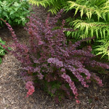 Berberis, Japanese Barberry 'First Editions® Toscana™'