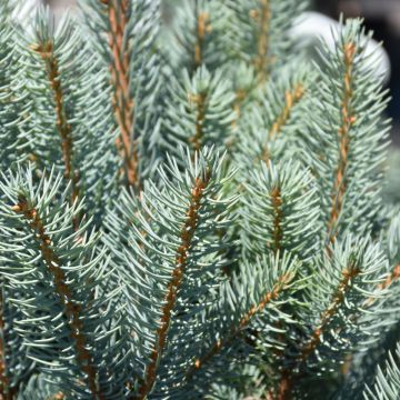 Picea, Colorado Blue Spruce 'Blue Totem' (Large Sizes)