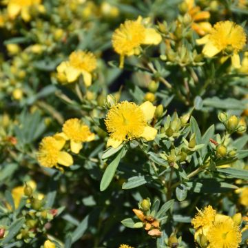 Hypericum, St. John’s Wort 'First Editions® Cobalt-N-Gold™'