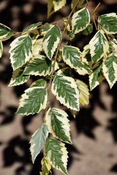 Betula, River Birch 'Shiloh Splash'