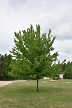 Acer, Freeman Maple 'Firefall™' (Large)