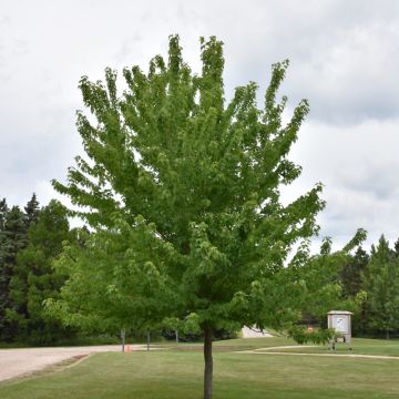 Acer, Freeman Maple 'Firefall™' (Large Sizes)