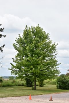 Acer, Freeman Maple 'Autumn Blaze®' (Large)