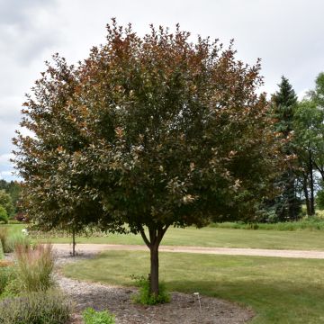 Malus, Flowering Crabapple 'Velvet Pillar™' (Large Sizes)