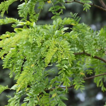 Gleditsia, Thornless Honeylocust 'Street Keeper®' (Large Sizes)