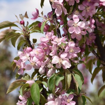 Malus, Flowering Crabapple 'Emerald Spire®' (Large Sizes)