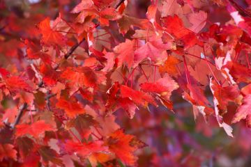 Acer, Red Maple 'Autumn Radiance®'