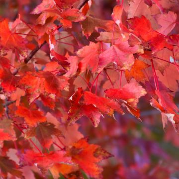 Acer, Red Maple 'Autumn Radiance®' (Large Sizes)