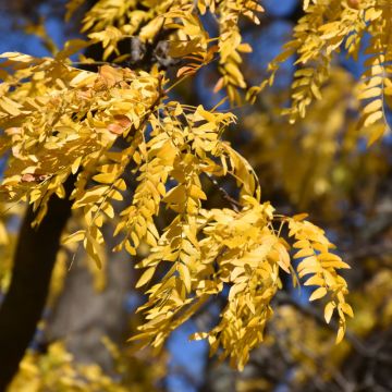 Gleditsia, Thornless Honeylocust 'Shademaster®' (Large Sizes)