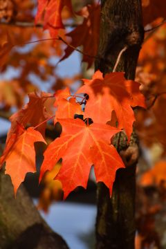 Acer, Sugar Maple 'Green Mountain®'