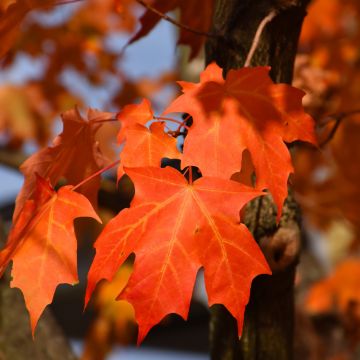 Acer, Sugar Maple 'Green Mountain®' (Large Sizes)