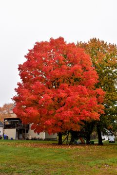 Acer, Sugar Maple 'Green Mountain®' (Large)