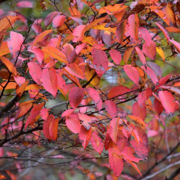 Carpinus, Blue Beech (Large Sizes)