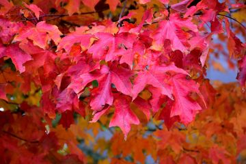 Acer, Sugar Maple 'Fall Fiesta®'