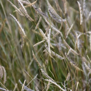 Bouteloua gracilis, Blue Grama 'Blonde Ambition'