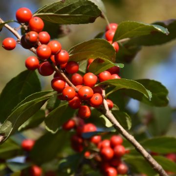 Ilex, Winterberry 'Afterglow'