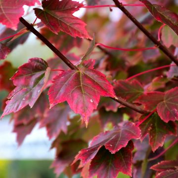 Acer, Red Maple 'Brandywine' (Large Sizes)