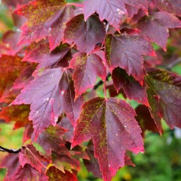 Acer, Red Maple 'Red Sunset®' (Large Sizes)