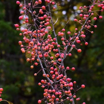 Malus, Flowering Crabapple 'Adirondack' (Large Sizes)