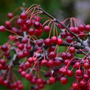 Malus, Flowering Crabapple 'Firebird®' (Large Sizes)