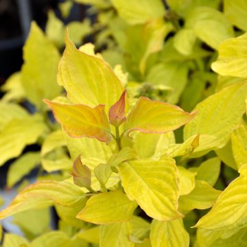 Cornus, Siberian Dogwood 'First Editions® Neon Burst™'