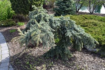 Picea, Colorado Spruce 'Weeping Blue'