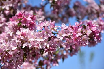 Malus, Flowering Crabapple 'Pink Spires'