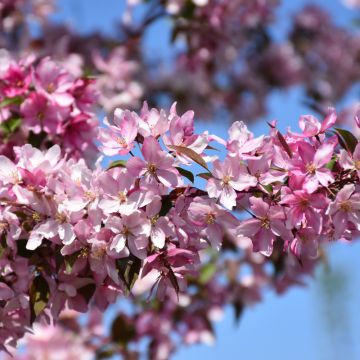 Malus, Flowering Crabapple 'Pink Spires' (Large Sizes)